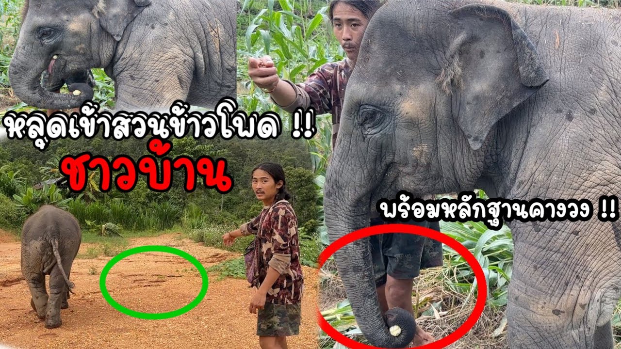 งานเข้าพ่อจ๋า จูเนียร์ หลุดเข้าสวนข้าวโพด ชาวบ้าน‼️เจ้าของว่ายังไง