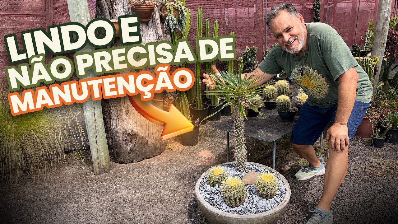 Como montar um vaso de jardim externo com Palmeira de Madagascar e Cactos | Passo a Passo