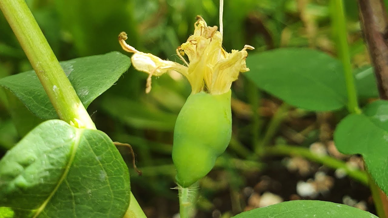 Fascinating Haskaps (Honeyberries): the amazing, unusual way the berries develop.