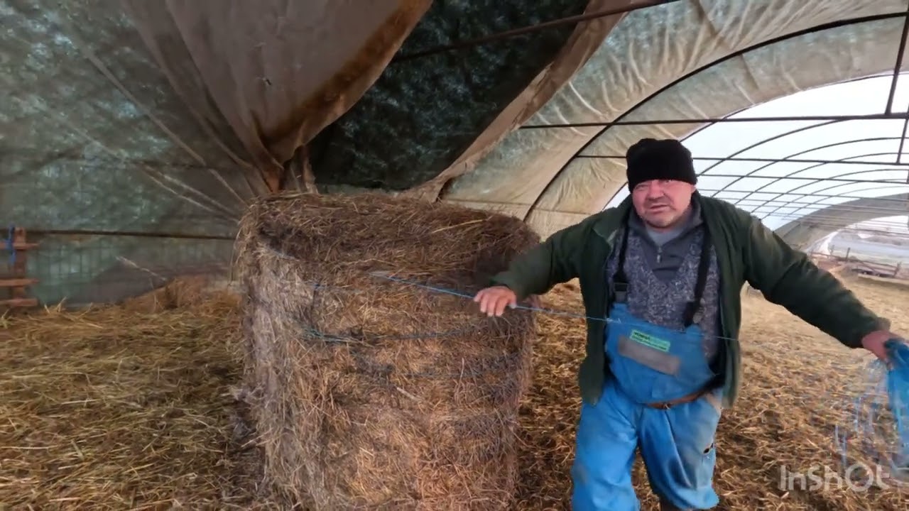 PUNEM FAN .OILE PE SAIVAN-SOLAR A BACIULUi NECULAE DIN NUSENI .BISTRiTa