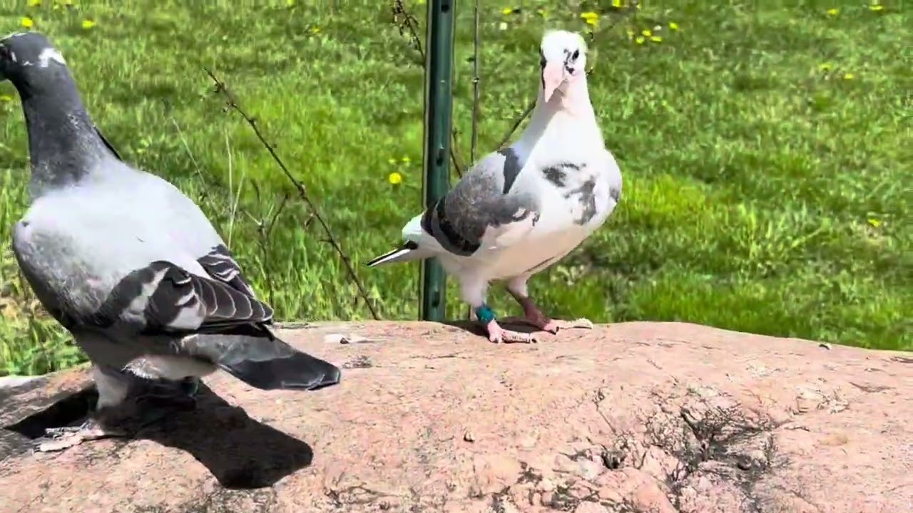 2024 Season Racing Pigeon part 2.
