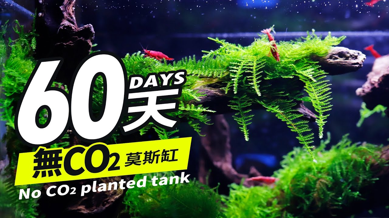 兩個月完全不打任何CO2，成功種出4種莫斯的草缸！2 months NO CO2 , 4 kinds of Moss grass tank successfully planted. 莫絲 默思 水草