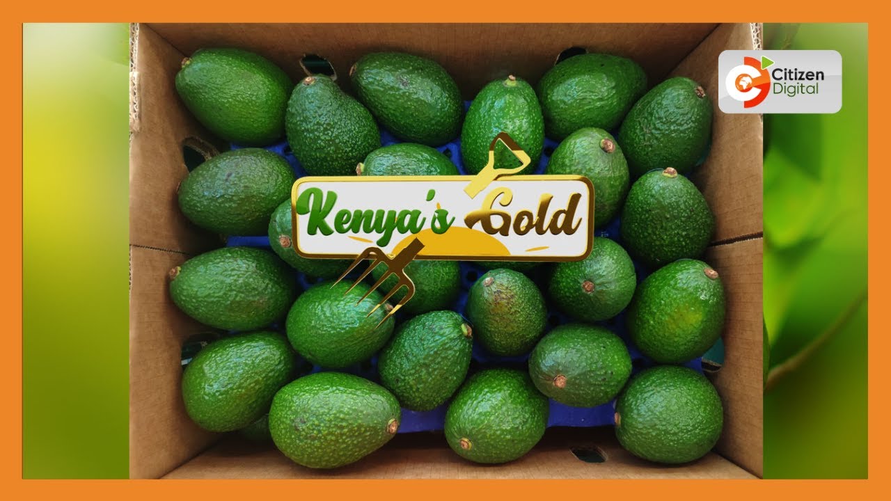 | KENYA'S GOLD | The Gold in Avocado [Part 2]
