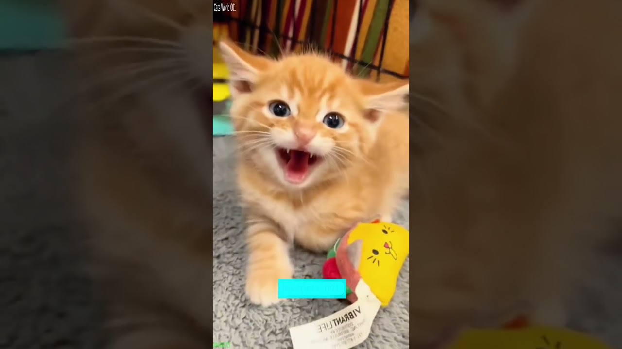 Funny Cat 🥰 funny cats meme 😼 # Part 8789