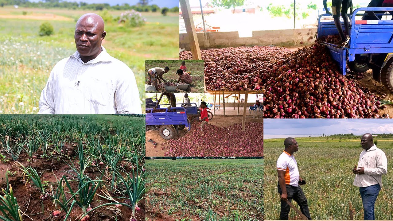 MEET ELDER MICHAEL BAAH, THE LEADING ONION FARMER IN GHANA