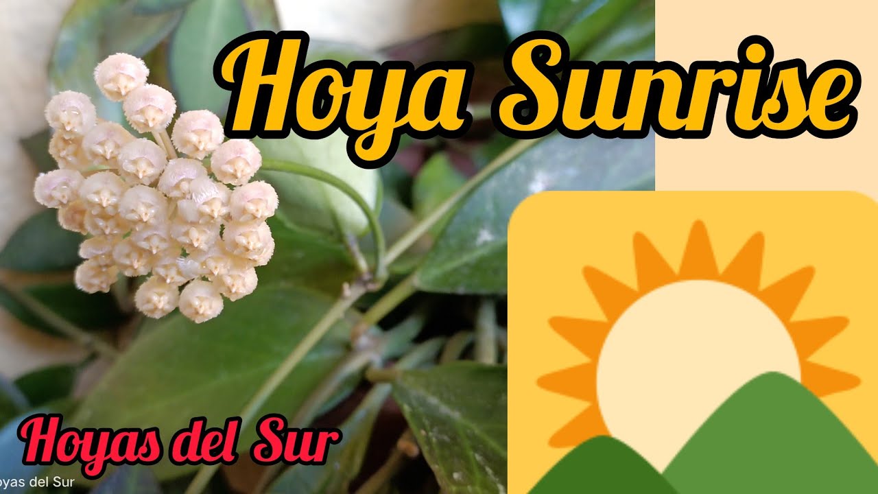 HOYA SUNRISE. Flor de Cera. Hoyas del Sur.