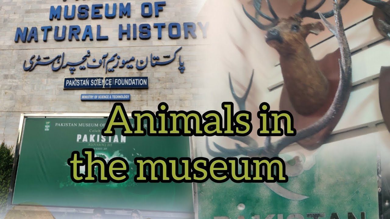 Behind the Scenes: Animal Conservation in a Museum