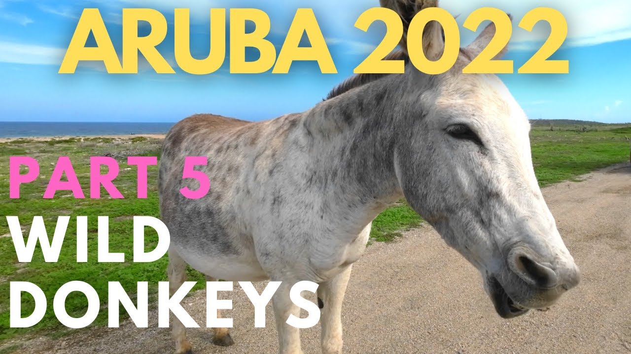 ARUBA PART 5 WILD DONKEYS ON THE ROAD GOPRO HERO 10 BLACK 4K #gopro #aruba #donkey