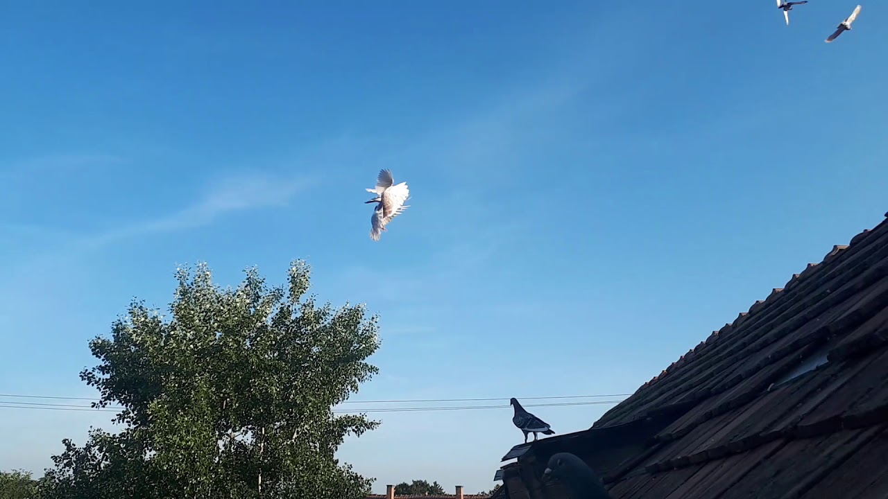 Galambos Videó: Galambok kiengedése és etetése 2018.05.24