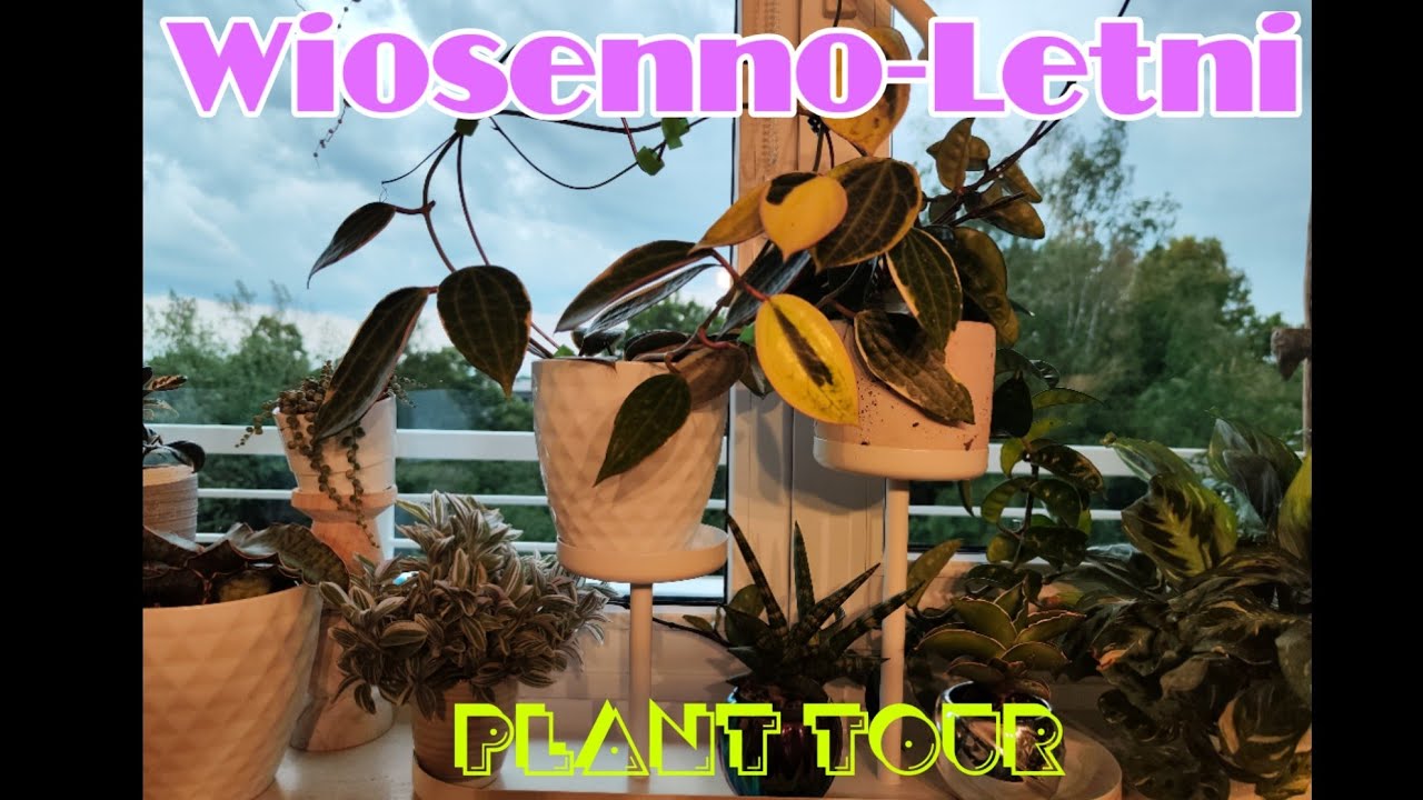 🌿Plant Tour 50+ 🌿