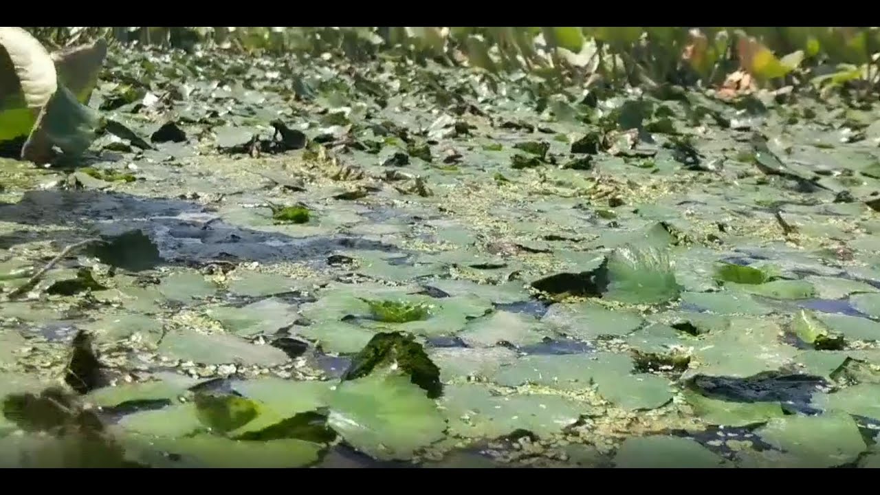 Water Chestnuts Invading Water Supplies