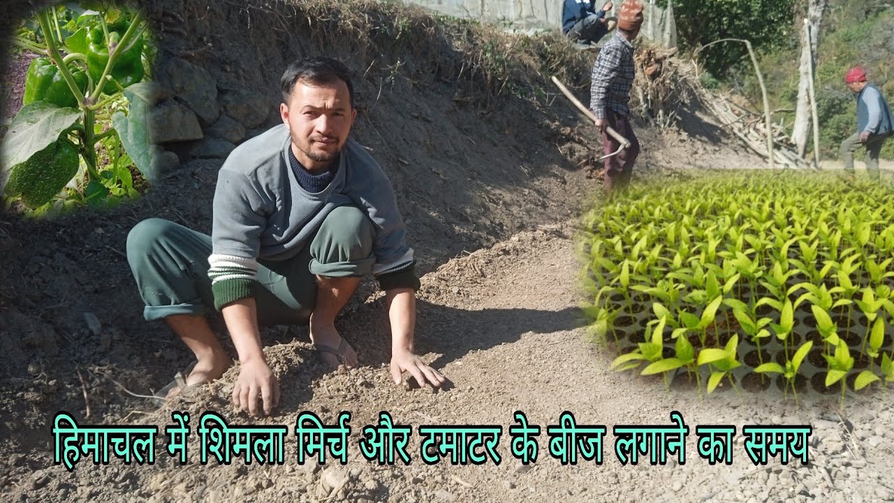 हिमाचल में शिमला मिर्च और टमाटर के बीज लगाने का समय // शिमला मिर्च की खेती // 365 Fun Vlog