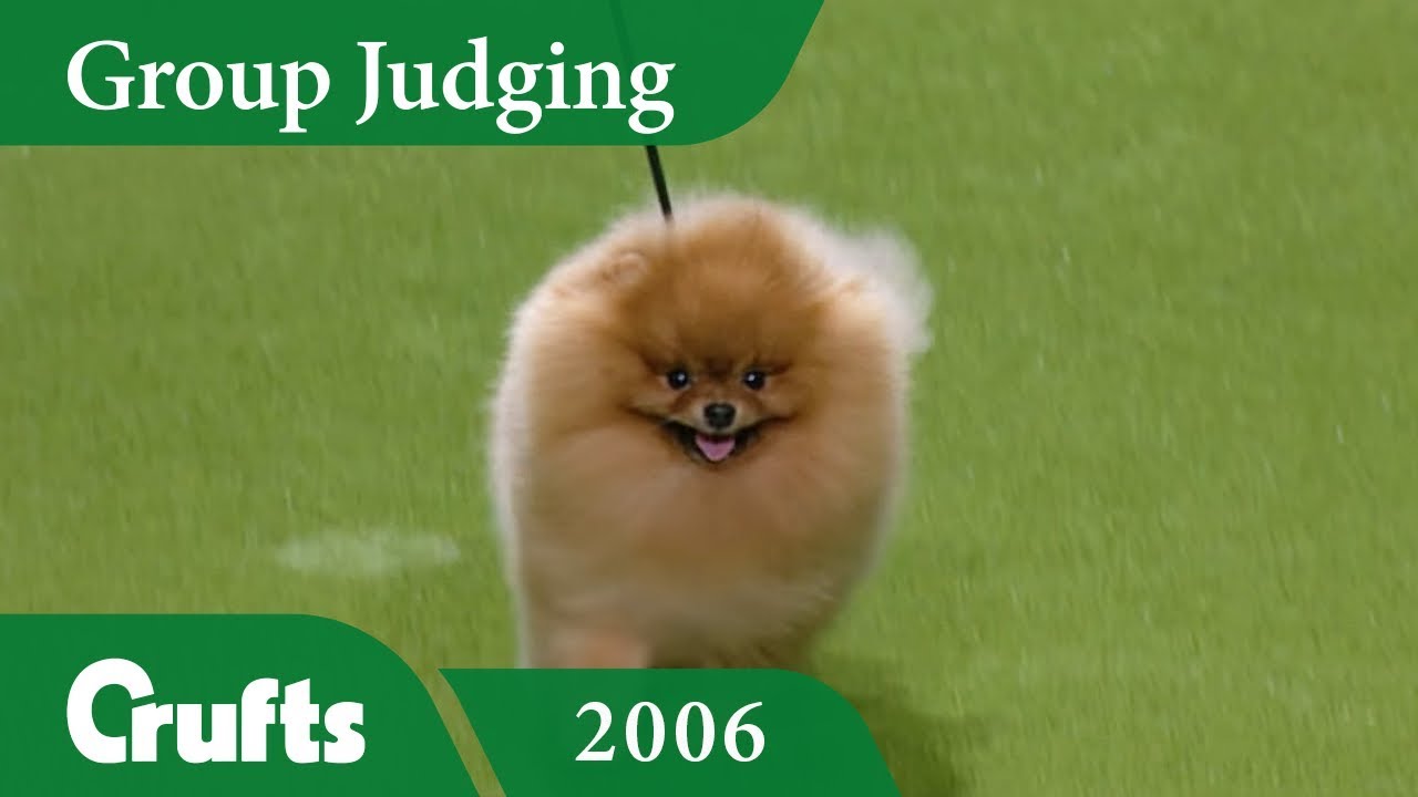 Pomeranian wins Toy Group Judging at Crufts 2006