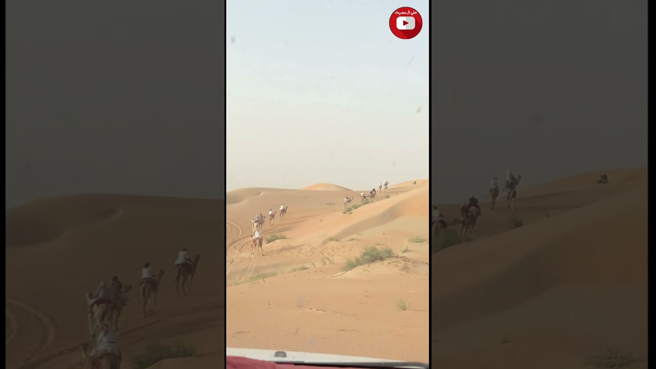 مسحوب المرهي الحق علي بشويش ركايب الربع الخالي وربيع الرمله ( من تصويري )