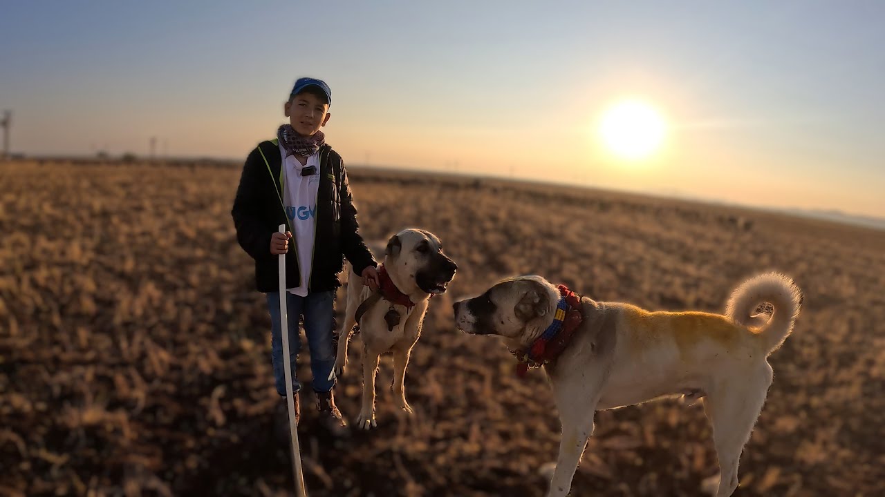Musa ve Oniki Yaşında İlyas;Bu İşi Severek Yapıyoruz.Beş Aylık Yavrular Sürüde Görev Yapıyor.