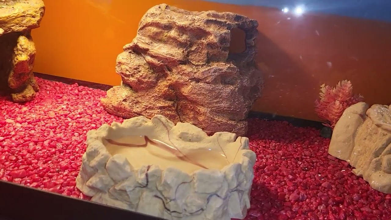 LEOPARD GECKO COLLECTION