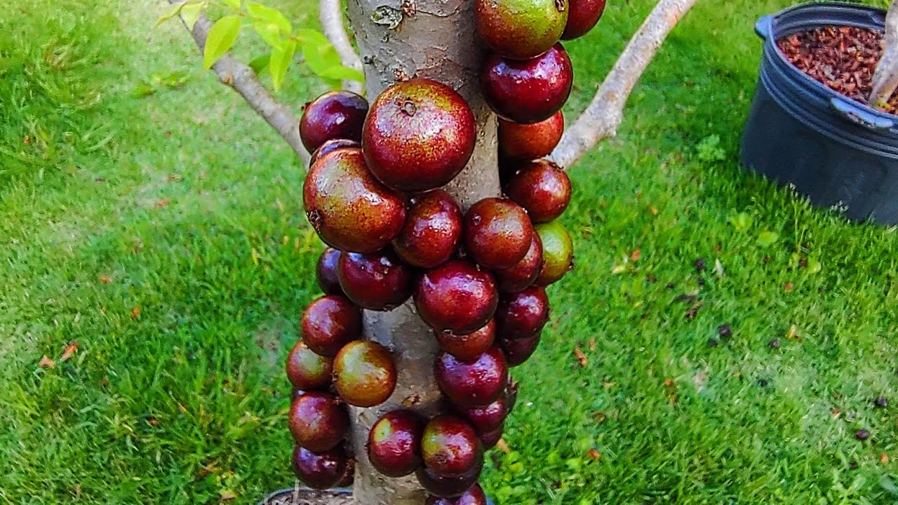 COMO PLANTAR JABOTICABA EM VASOS.