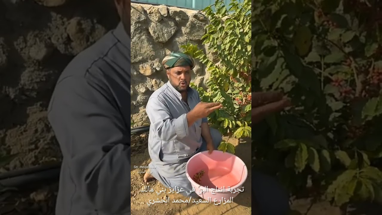 تجربة استزراع البن في مزرعة المزارع السعيد/محمد الحشري في قرية عزايز في بني مالك