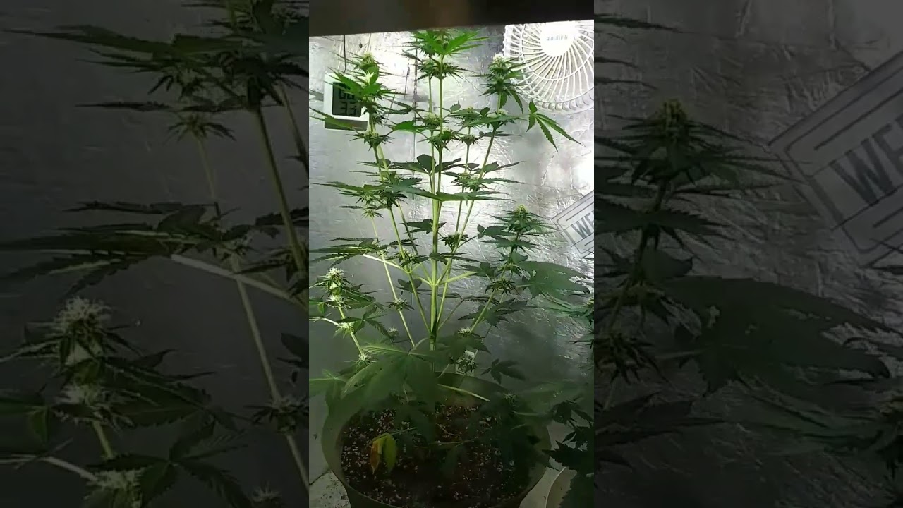 #organic autoflower Day 50 of the grow.  Day 22 of flower