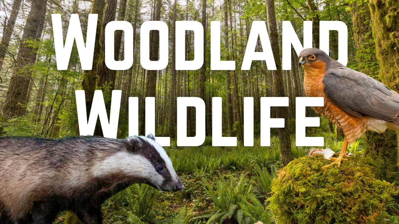 What Wildlife lives in UK Woodlands?