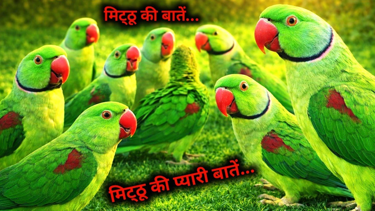 Natural Parrot Sounds Videos | Parrot Talking Videos | Tote Ki Awaaz | Parrot voice | @ParroTube 