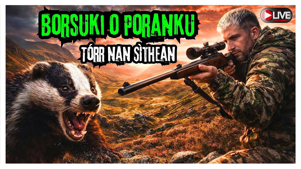 🏴 Polowanie w Szkocji | Borsuki • LIVE 🦡