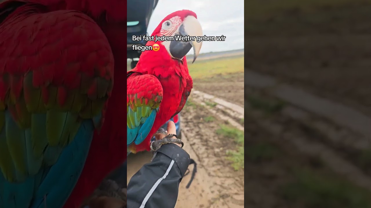Freiflug muss man trainieren☝️🤭 #shorts #papageien #parrot #papagei #parrots #happy #freeflight