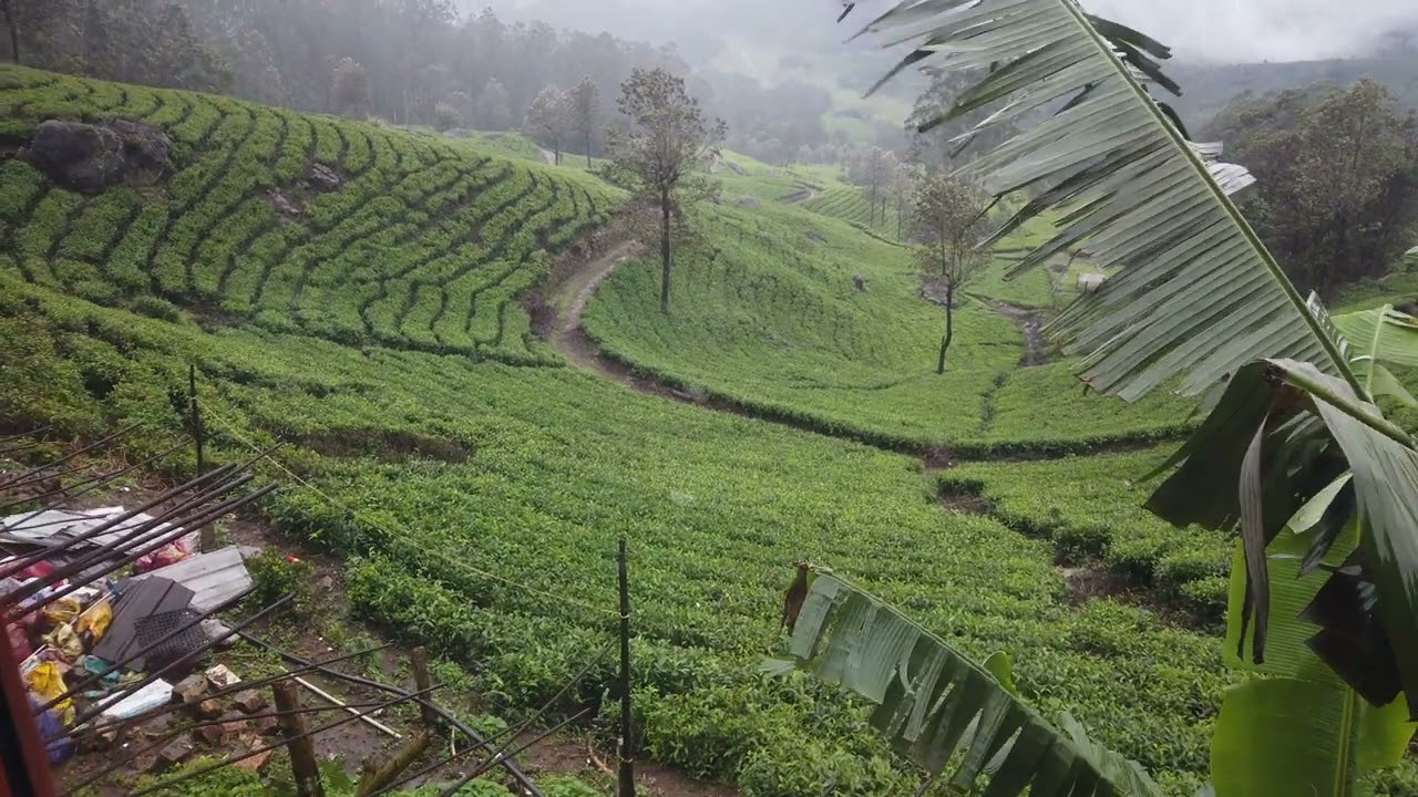 #tea #travel #vibes #fog
