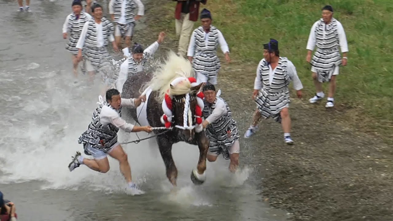 勢子衆を振り払い疾走する 神馬　熊本 八代妙見祭り　神馬奉納　宮地親友会の皆さん 2015.11