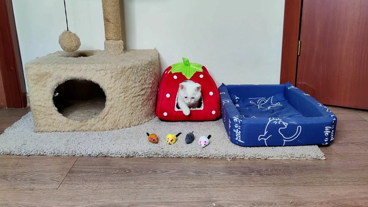 Маленький котенок тащит домой игрушку.