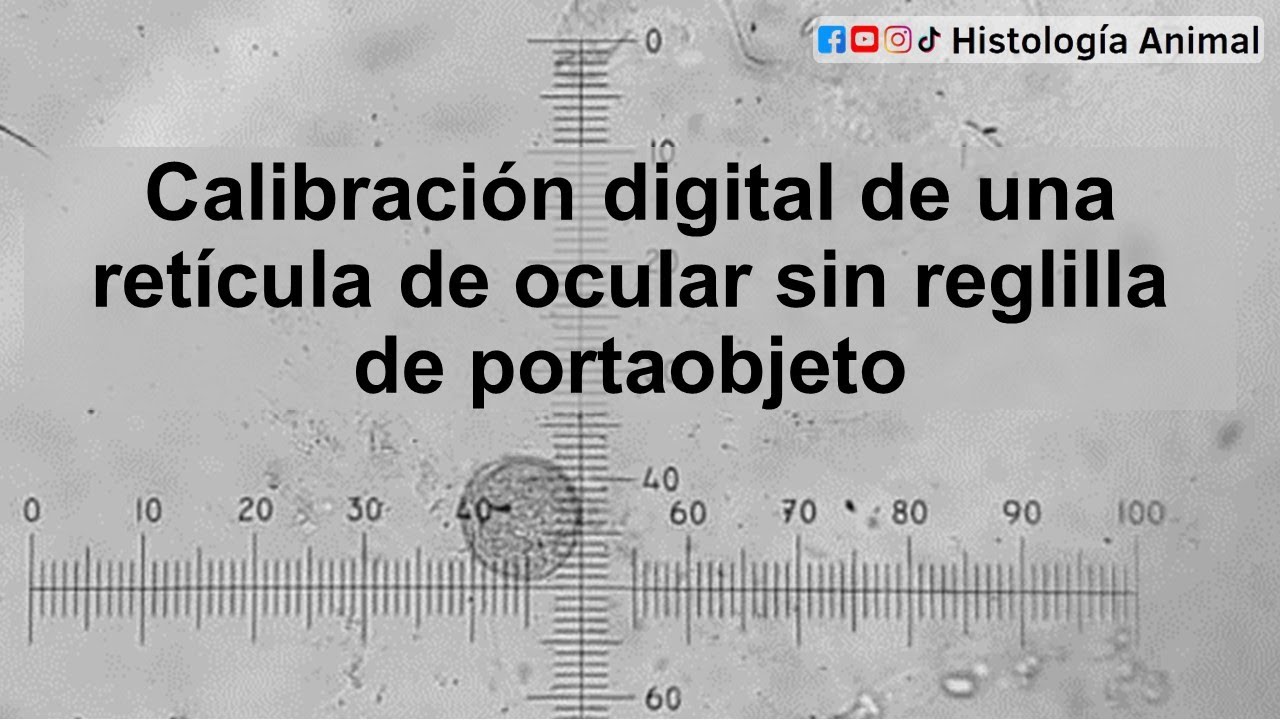 Cómo calibrar una retícula de ocular sin usar una reglilla de portaobjeto, usando imageJ - 4-022