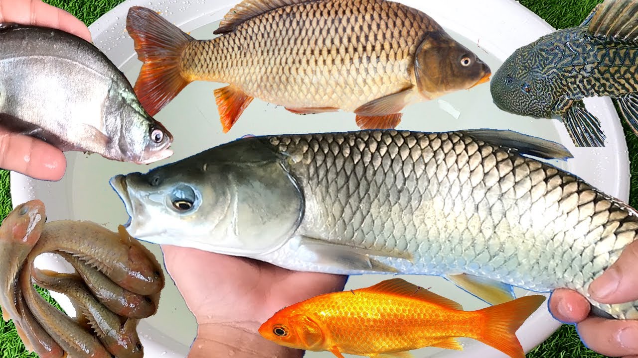 Các Loại Cá, Cá Trê, Cá Bò, Cá Rô Đồng, Cá Sấu Hỏa Tiễn, Cá Chép- Động Vật Dưới Nước