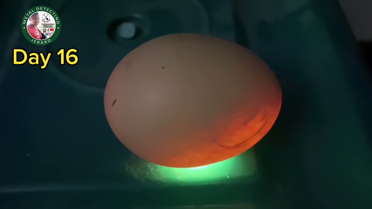 Australorp egg hatching days 1 to 21 #egghatching #australorpchick