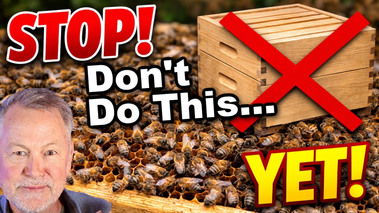Beekeeping: The Mistake Everyone Makes Too Early