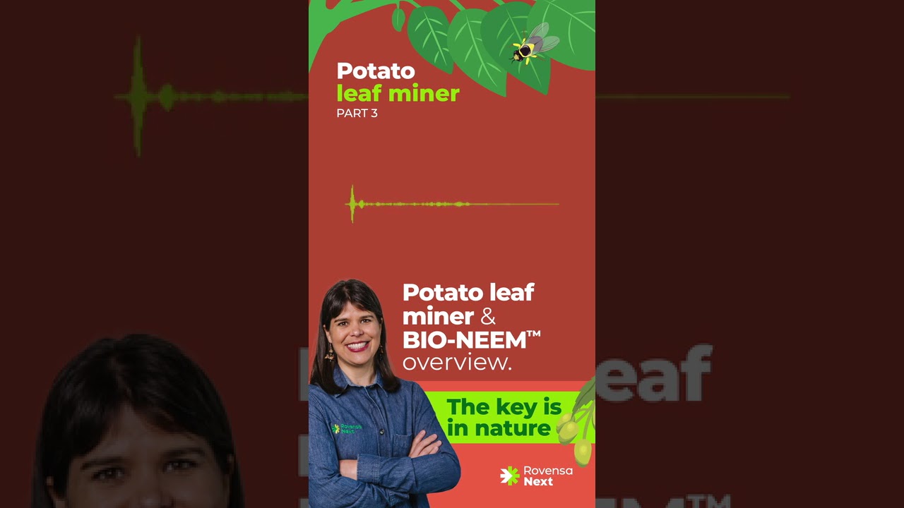 Potato Leaf Miner | Pt. 3