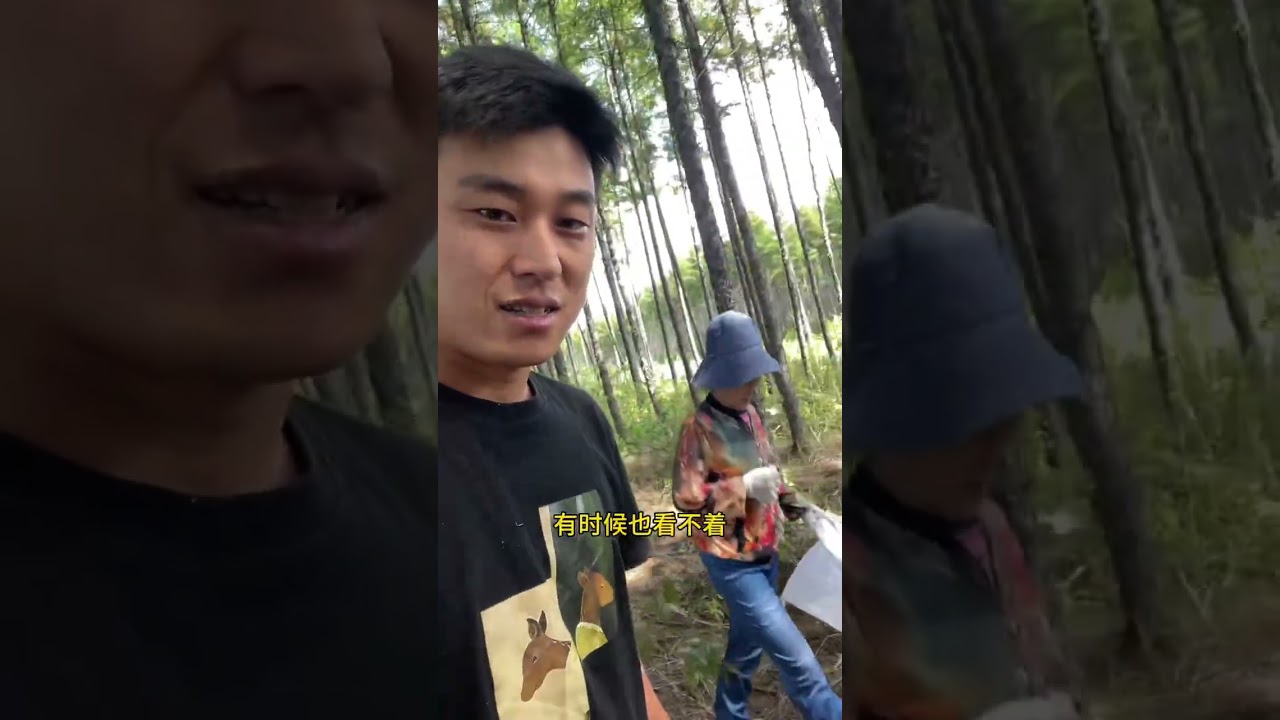 跟老妈拿俩大家伙事 就整回来一盘蘑菇😂也算是吃到今年的第一口松树蘑了。#我的乡村生活 #新农人计划2025 #粘团子 #农村美食 #大自然的馈赠