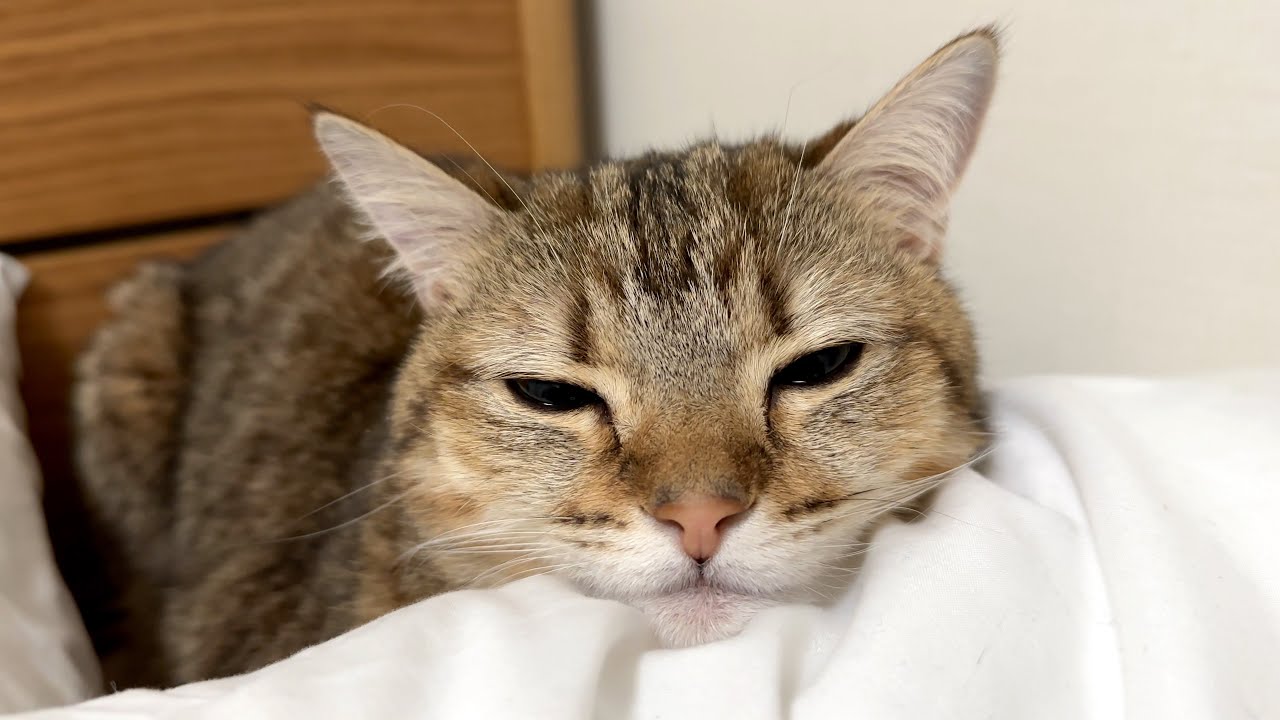 しまちゃんがまた体調不良になったのでとても心配です…。