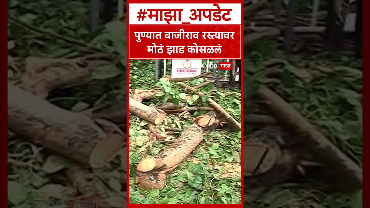 Pune Tree Collapse : पुण्यात बाजीराव रस्त्यावर मोठं झाड कोसळलं