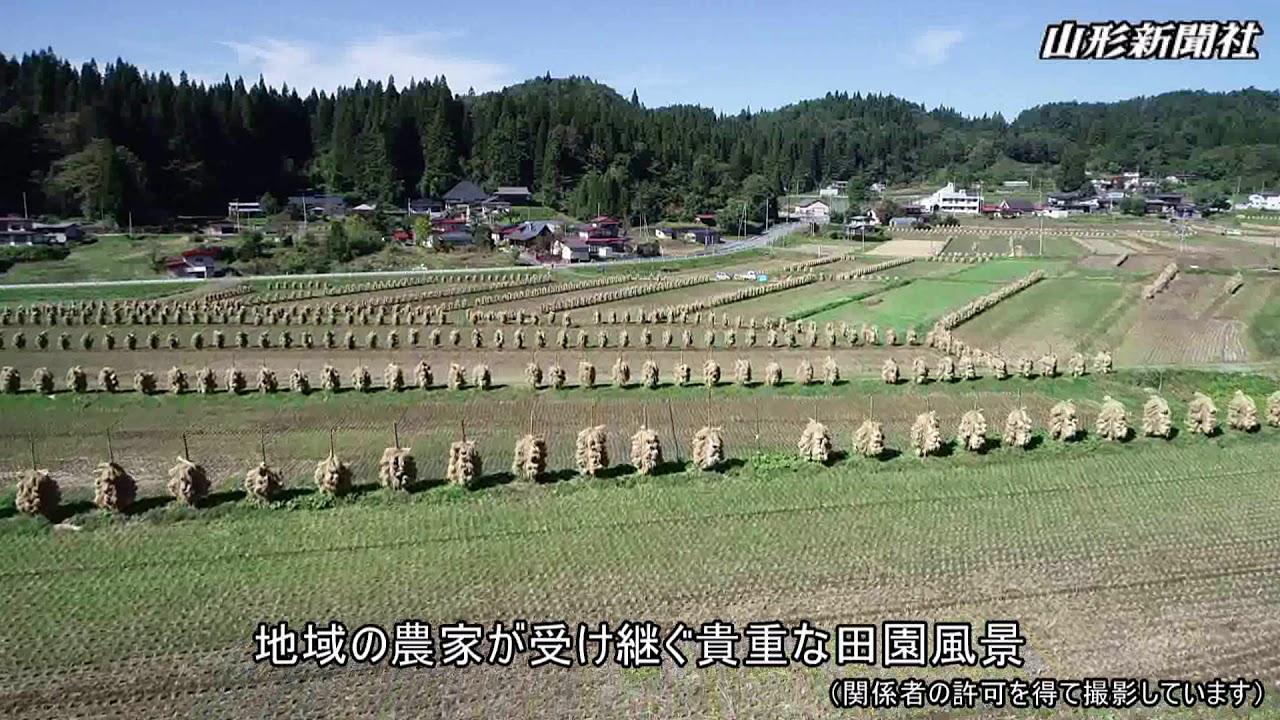 稲ぐい立ち並ぶ、大蕨の棚田　山辺で見頃