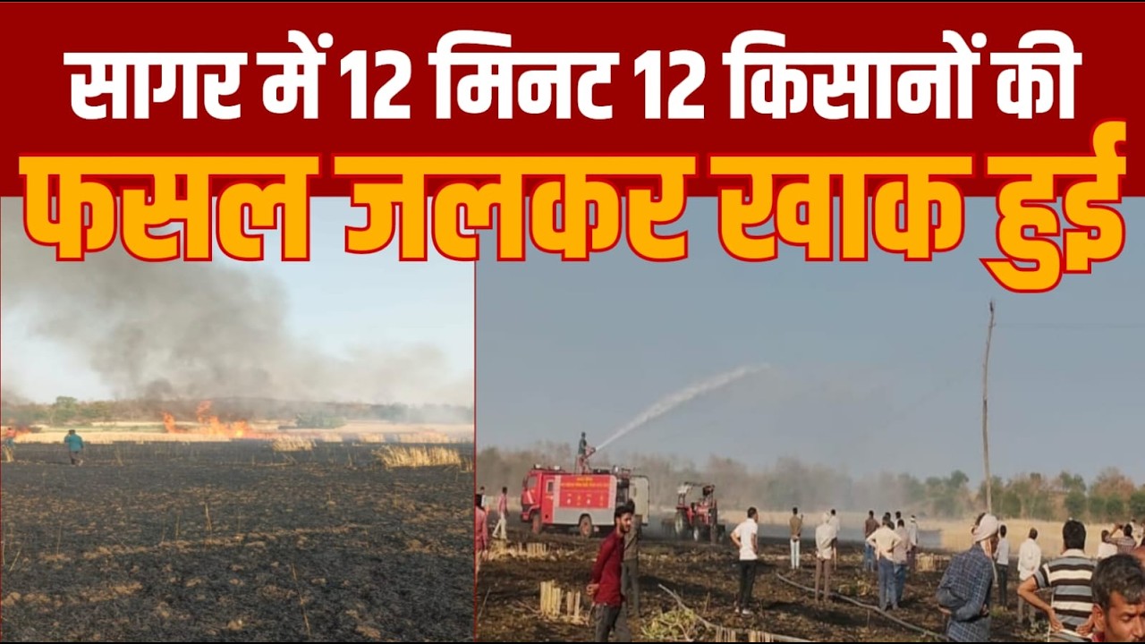 सागर में 12 मिनिट में 12 किसानो की गेंहू की फसल जलकर ख़ाक शार्ट सर्किट का मामला किसान हुए वर्वाद