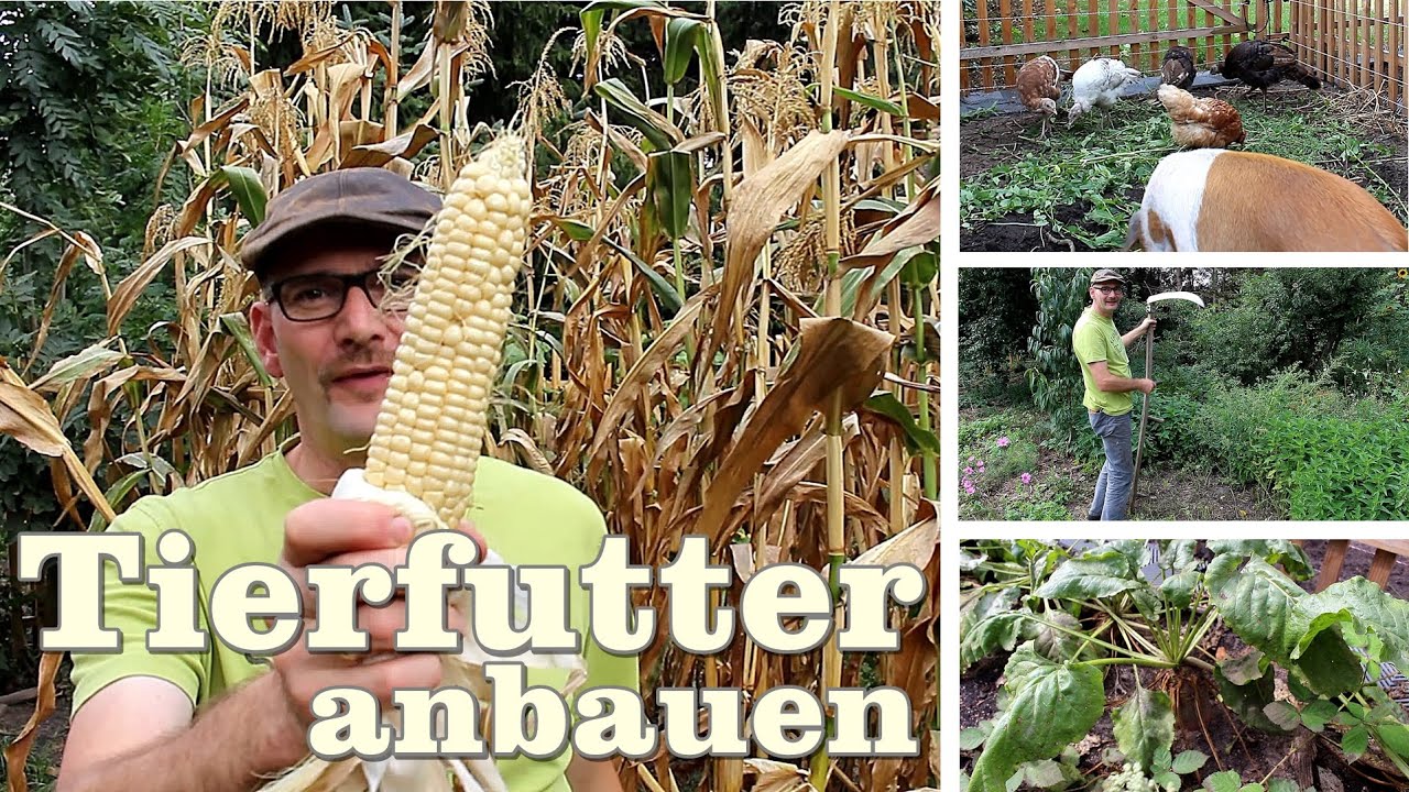 Tierfutter selber anbauen und wie die Tiere dabei helfen. Mais, Kartoffeln, Futterrüben, Gras, Klee
