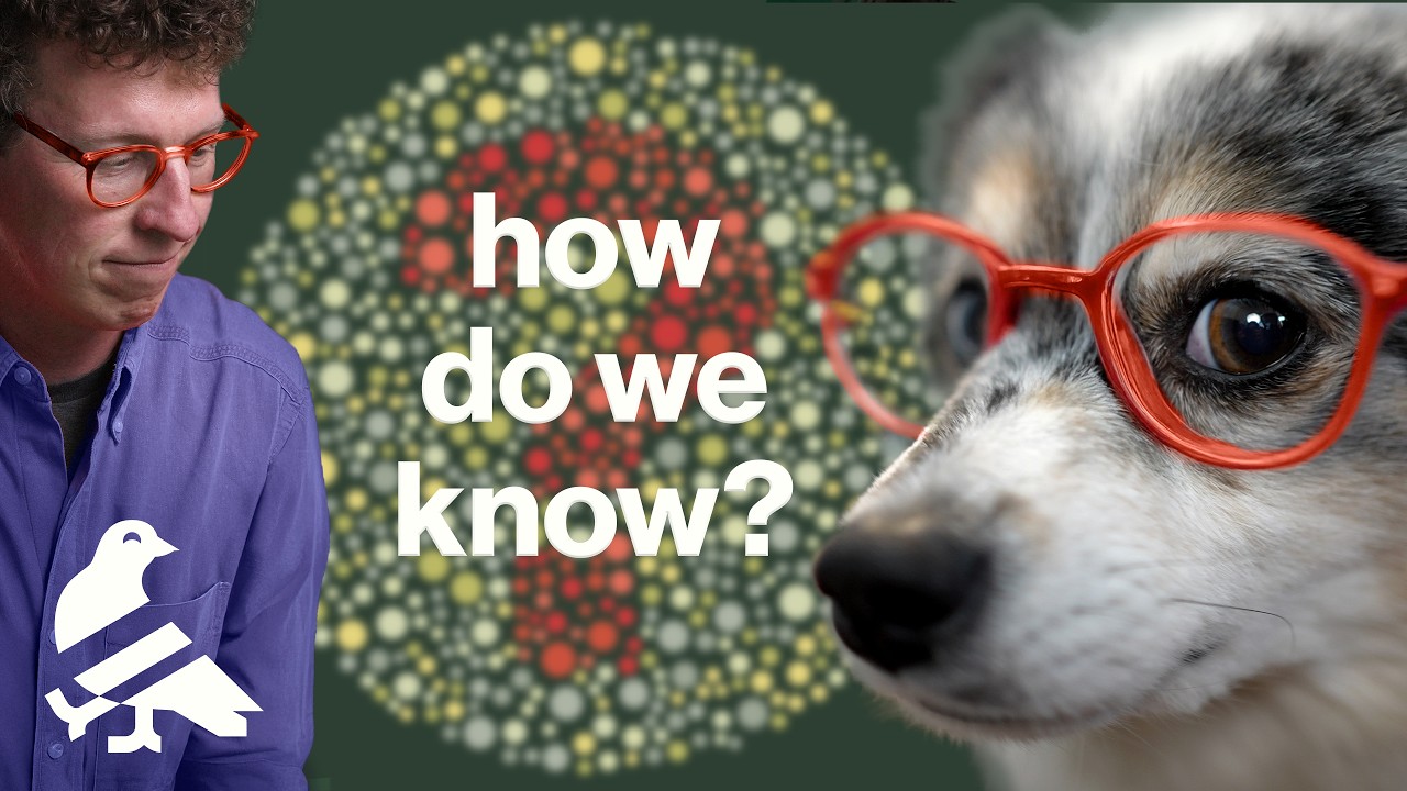Dog vision, explained