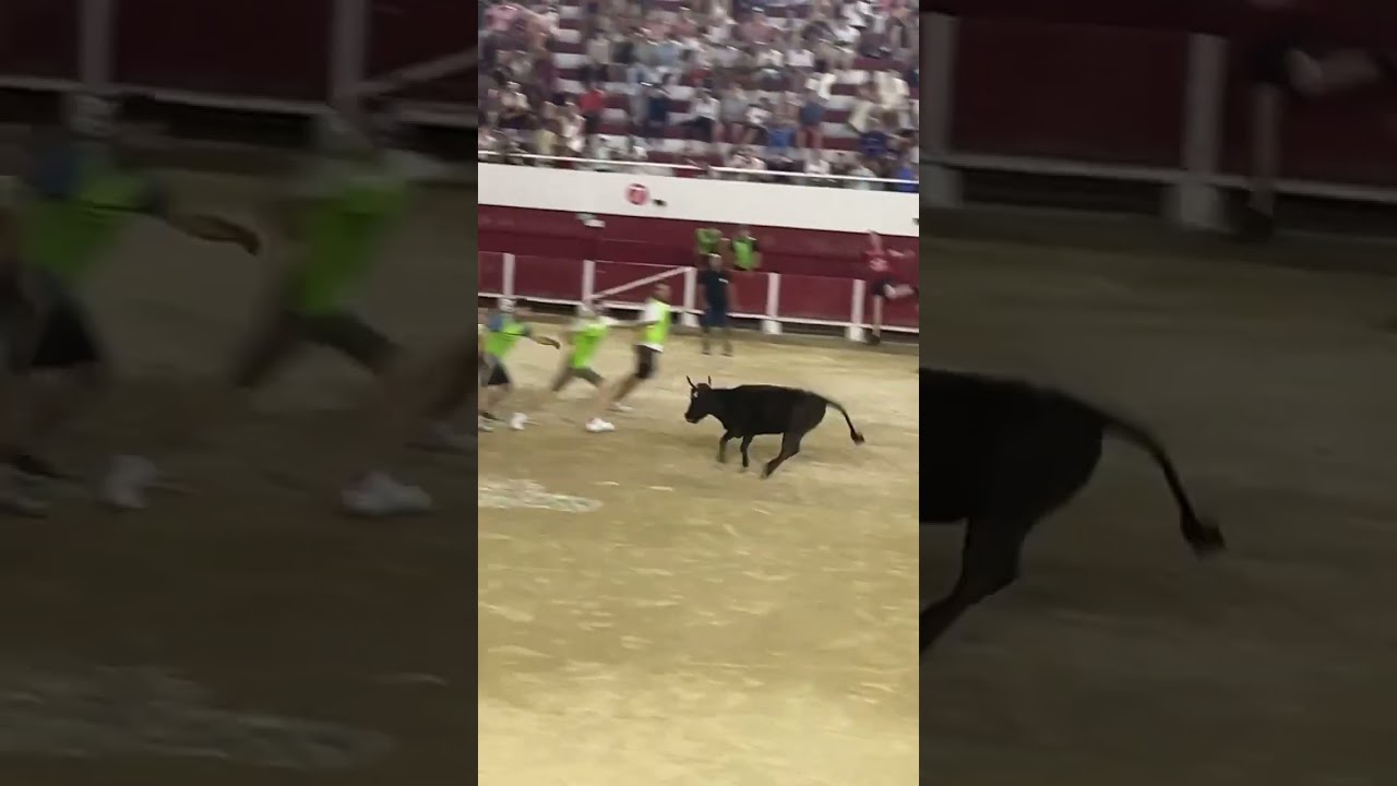 LA VACHETTE ATTAQUE !