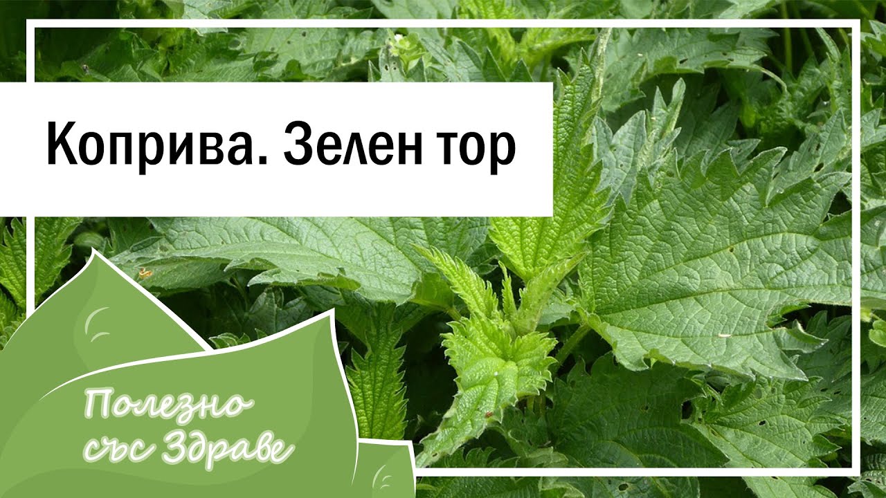 2 рецепти за тор за  по-здрави и обилно растящи зеленчуци - коприва
