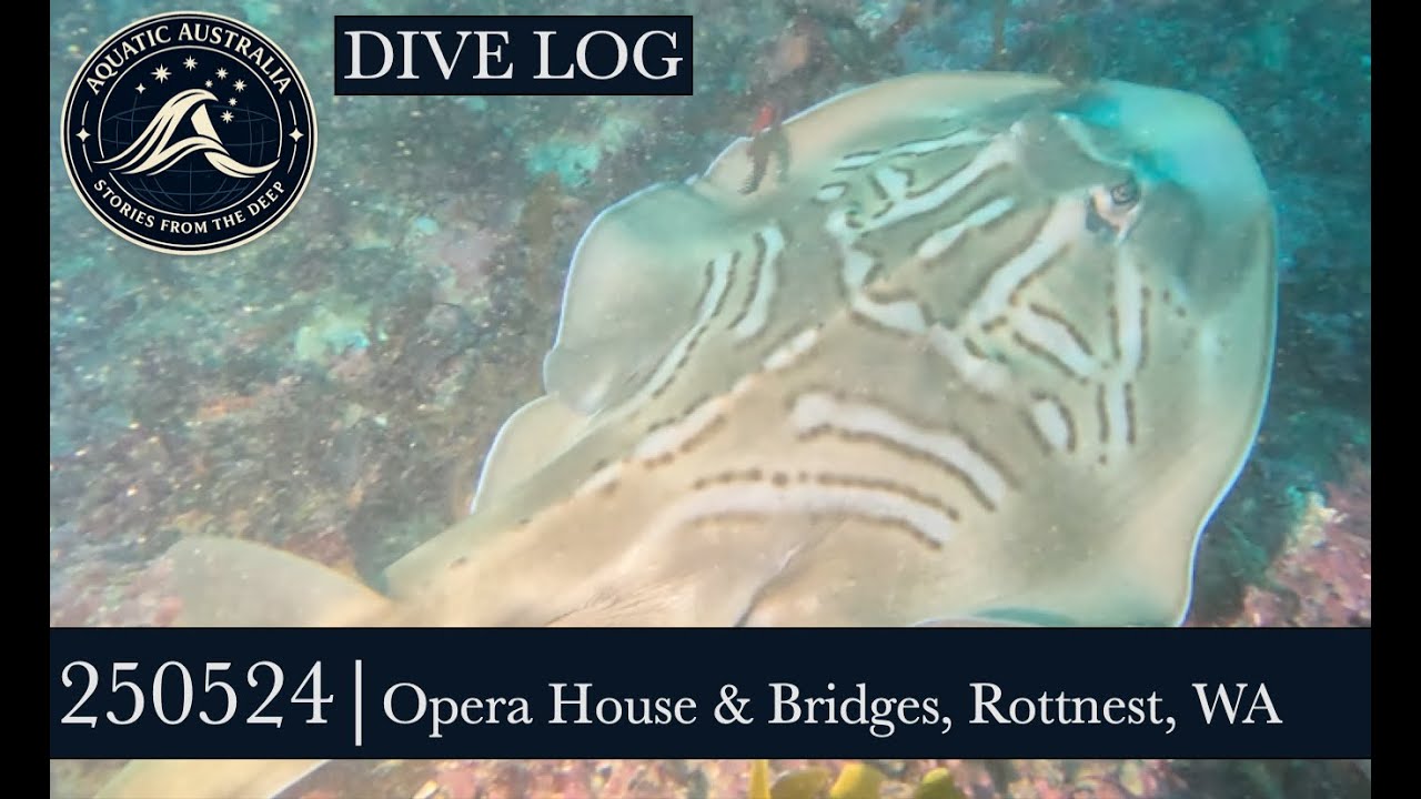 250524   BD Opera House and bridges   Fiddler Ray and Spotted Stingeree