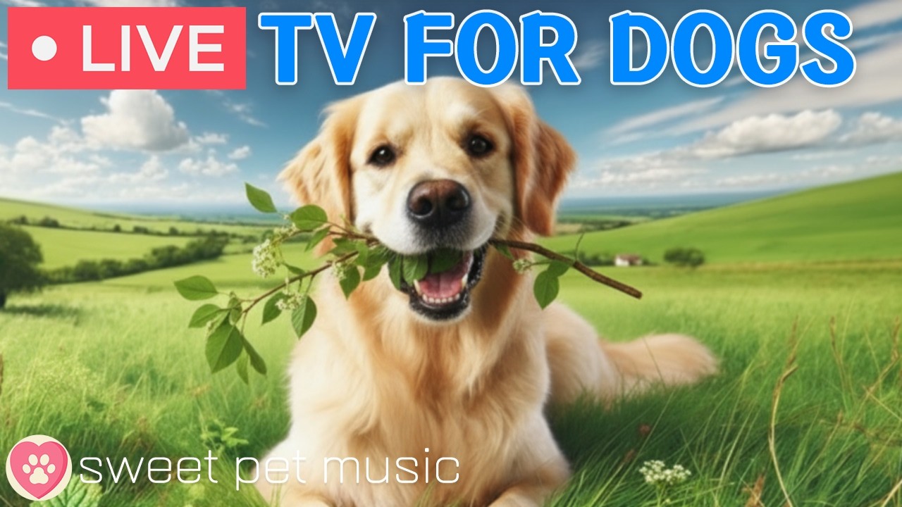🔴24 Hours of Dog TV🎵🐶Calming Music for Dog Sleep🐾🩷Soothing Music for Relieving Dog Stress & Anxiety