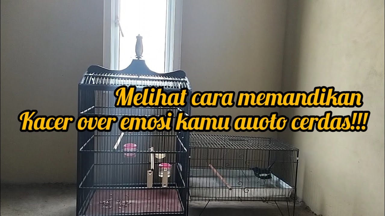 cara memandikan kacer over emosi