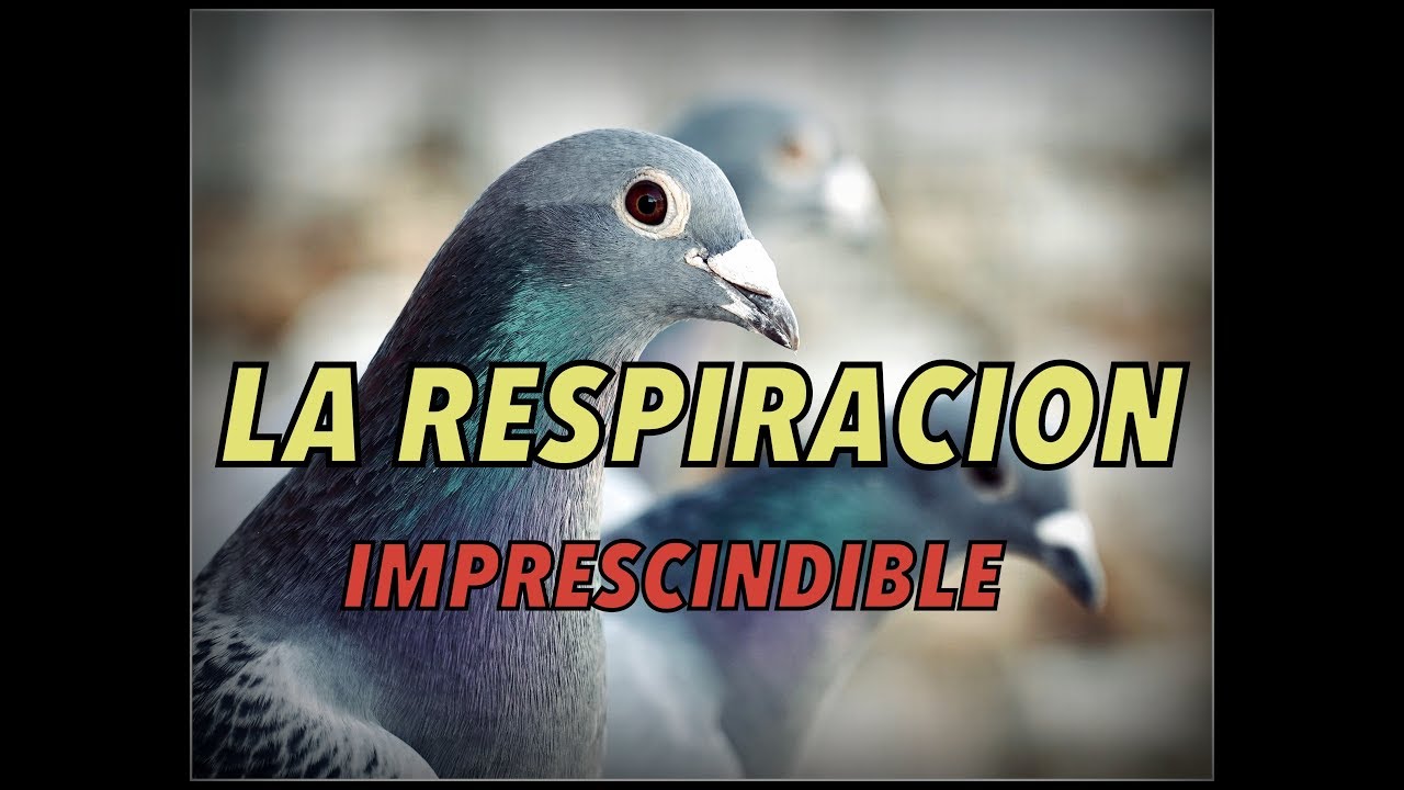 Palomas mensajeras. 🔥LA RESPIRACIÓN DE LA PALOMA👣