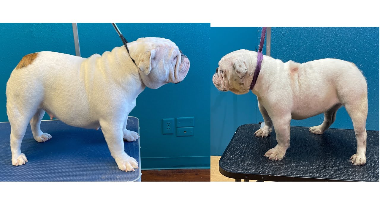 Me entregan en Malas condiciones a mi BULLDOG!!