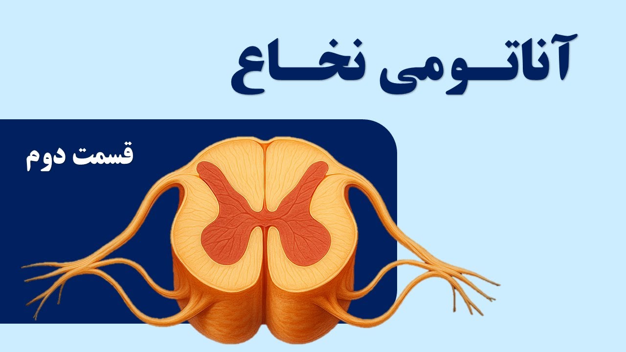 آناتومی نخاع قسمت دوم